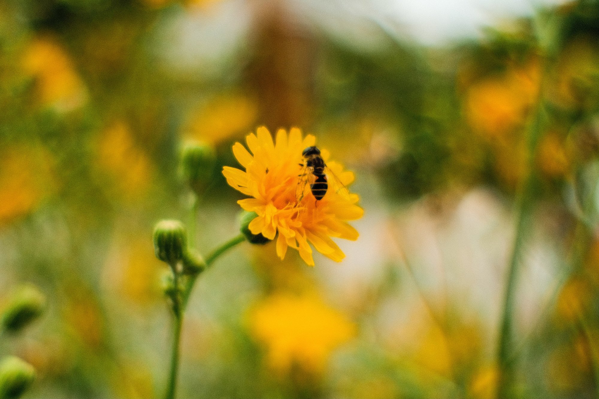 bee