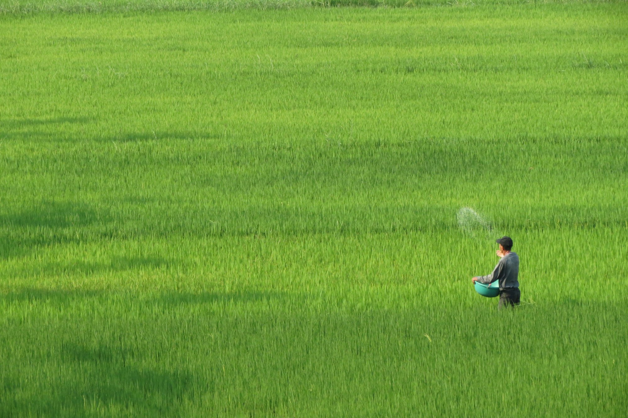 rice-fields
