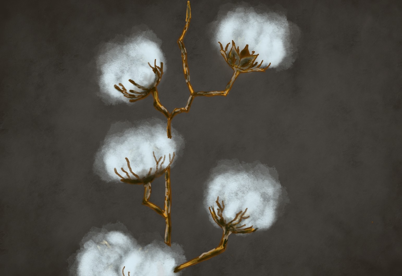 Cotton