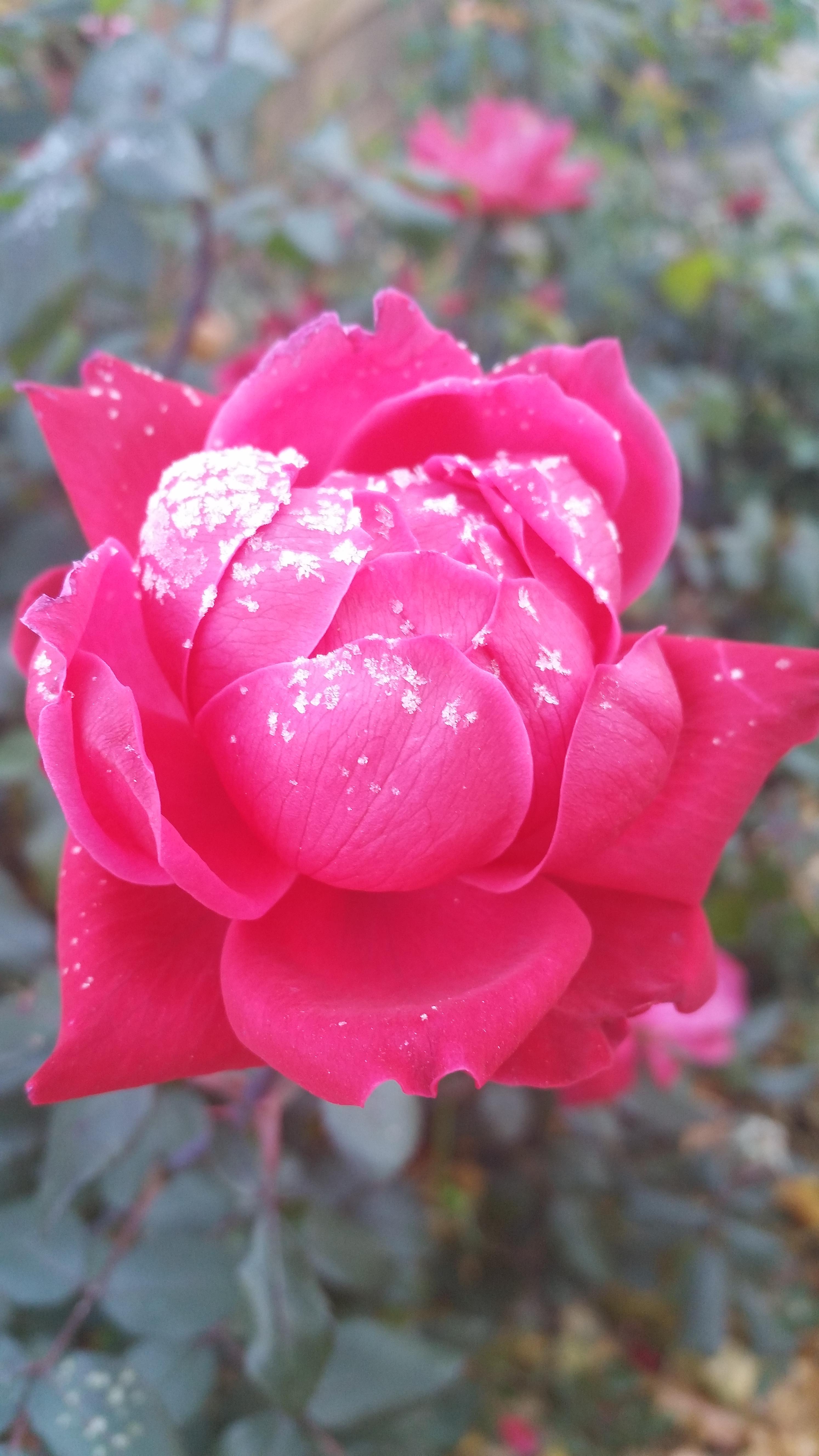 rose-with-snow